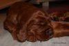 Filename=DSC02958.JPG
Filesize=96KB
Dimensions=550x369
Date added=May 03, 2011 DSC02958.JPG
