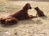 Filename=DSC03134.JPG
Filesize=176KB
Dimensions=550x411
Date added=May 03, 2011 DSC03134.JPG